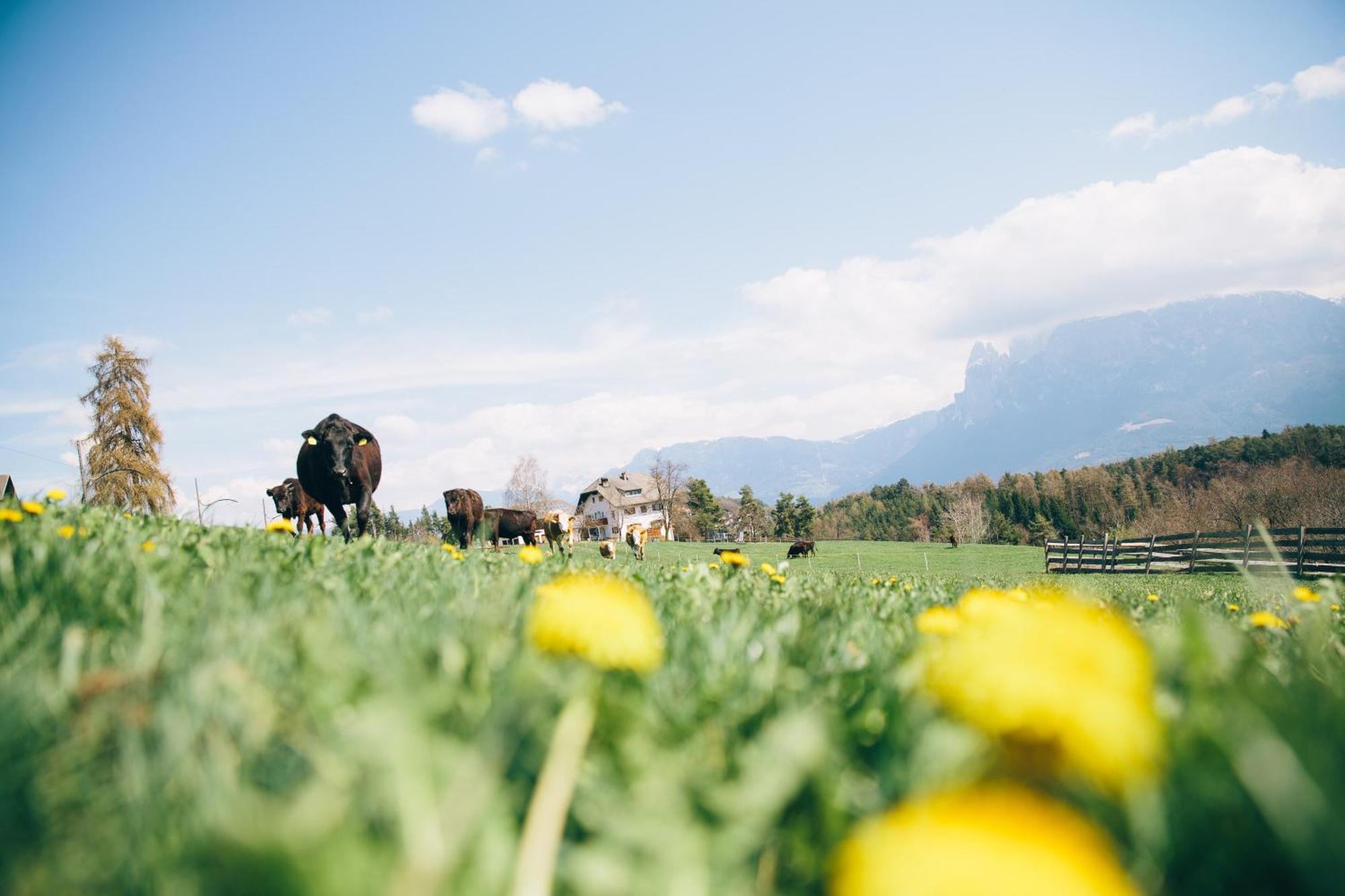 Alpin Farm Linde - Oberweidacherhof Collalbo Dış mekan fotoğraf